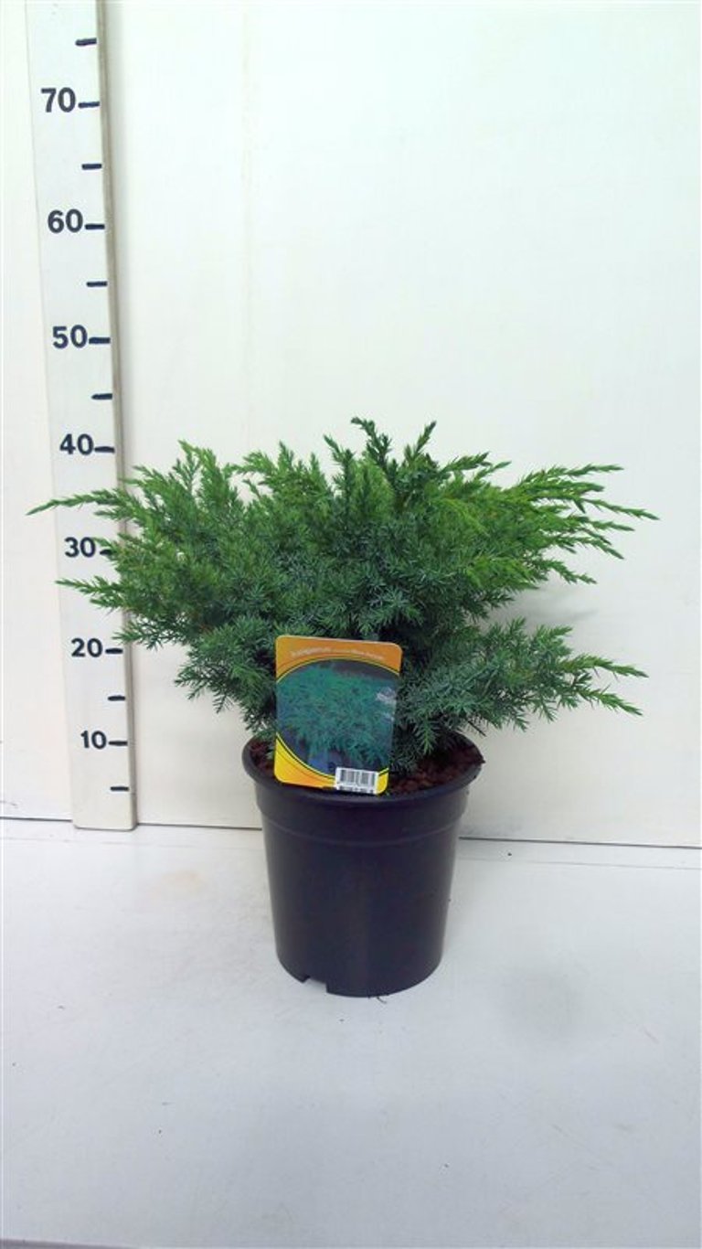 Juniperus squamata 'Blue Swede' - C3 30-40 CM